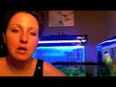 Betta Fish Help: How often to
