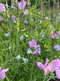 Image result for Lathyrus odoratus