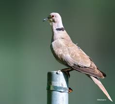 Attēlu rezultāti vaicājumam “Streptopelia decaocto adult”