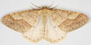 Attēlu rezultāti vaicājumam “Agriopis marginaria”