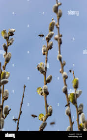 Attēlu rezultāti vaicājumam “Salix caprea bud”