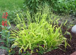 Attēlu rezultāti vaicājumam “Milium effusum”