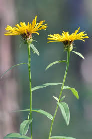 Attēlu rezultāti vaicājumam “Inula salicina flower”