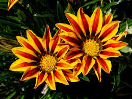 Image result for Gazanien