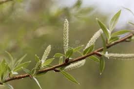 Attēlu rezultāti vaicājumam “Salix triandra male flower”