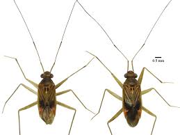 Attēlu rezultāti vaicājumam “Heteroptera”