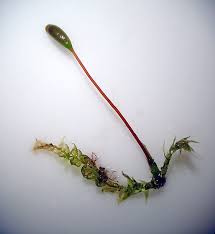 Attēlu rezultāti vaicājumam “Leptodictyum riparium”