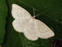 Attēlu rezultāti vaicājumam “Cabera exanthemata”