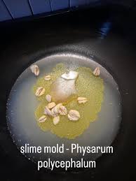 Attēlu rezultāti vaicājumam “Lindbladia tubulina spores”