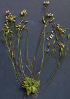 Attēlu rezultāti vaicājumam “Erophila verna”