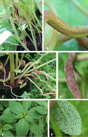 Attēlu rezultāti vaicājumam “Puccinia poarum”