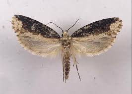 Attēlu rezultāti vaicājumam “Scardia boletella”