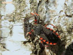 Attēlu rezultāti vaicājumam “Rhynocoris annulatus”