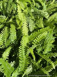 Attēlu rezultāti vaicājumam “Blechnum spicant”