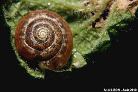 Attēlu rezultāti vaicājumam “Fruticola fruticum”