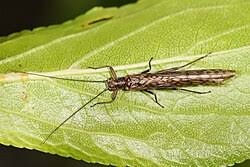 Attēlu rezultāti vaicājumam “Plecoptera”