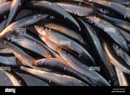 Image result for Osmerus mordax