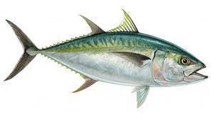 Image result for Scomberomorus cavalla