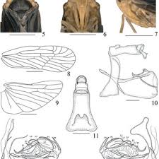Attēlu rezultāti vaicājumam “Planaphrodes sp.”