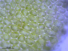 Attēlu rezultāti vaicājumam “Barbilophozia barbata”