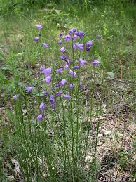 Attēlu rezultāti vaicājumam “Campanula rotundifolia”