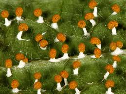 Attēlu rezultāti vaicājumam “Physarum diderma macro”