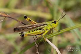 Attēlu rezultāti vaicājumam “Stethophyma grossum”