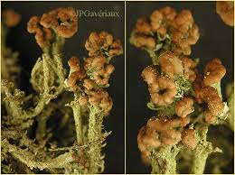 Attēlu rezultāti vaicājumam “Cladonia ramulosa”