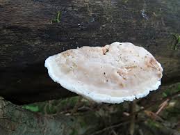 Attēlu rezultāti vaicājumam “Postia tephroleucus”