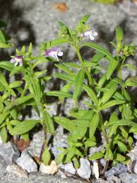 Attēlu rezultāti vaicājumam “Microrrhinum minus leaf”