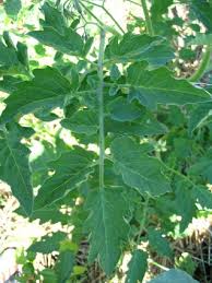 Attēlu rezultāti vaicājumam “Lycopersicon esculentum leaf”