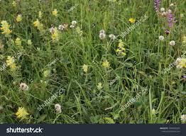 Attēlu rezultāti vaicājumam “Trifolium montanum flower”