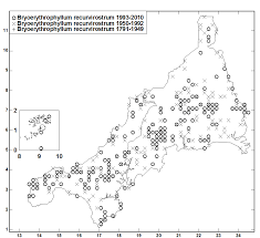 Attēlu rezultāti vaicājumam “Bryoerythrophyllum recurvirostrum sporophyte”