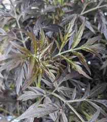 Attēlu rezultāti vaicājumam “Sambucus nigra leaf”