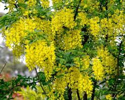 Attēlu rezultāti vaicājumam “Laburnum anagyroides flower”