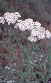 Image result for Achillea millefolium
