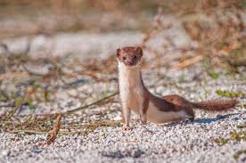 Attēlu rezultāti vaicājumam “Mustela nivalis adult”