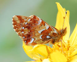 Attēlu rezultāti vaicājumam “Boloria aquilonaris”