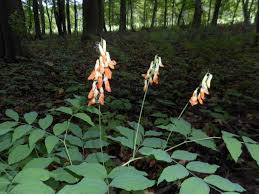 Attēlu rezultāti vaicājumam “Lathyrus laevigatus”