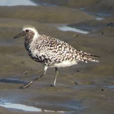 Attēlu rezultāti vaicājumam “Pluvialis squatarola adult”