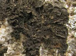 Attēlu rezultāti vaicājumam “Collema”