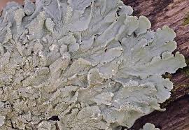 Attēlu rezultāti vaicājumam “Flavoparmelia caperata”