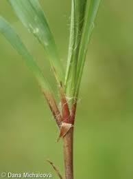 Attēlu rezultāti vaicājumam “Luzula pilosa bud”