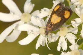 Attēlu rezultāti vaicājumam “Pammene rhediella”