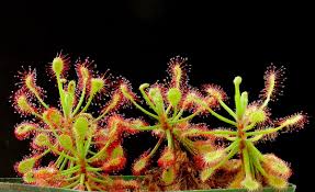Image result for Drosera