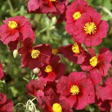 Attēlu rezultāti vaicājumam “Helianthemum x hybridum”