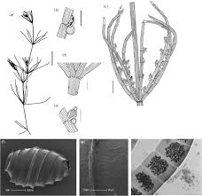 Attēlu rezultāti vaicājumam “Chara globularis”