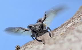 Attēlu rezultāti vaicājumam “Osmoderma barnabita imago”