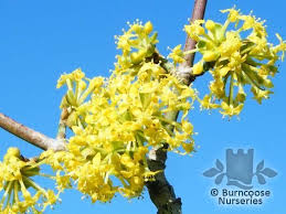 Attēlu rezultāti vaicājumam “Cornus mas flower”