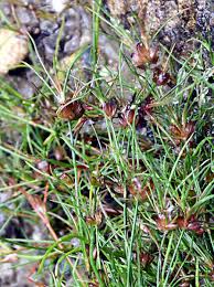Attēlu rezultāti vaicājumam “Juncus bulbosus”